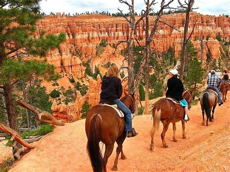 Horseback through the Pines